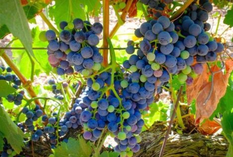 Límites para las nuevas plantaciones de viñedo en la DOP Ribera del Duero para 2026