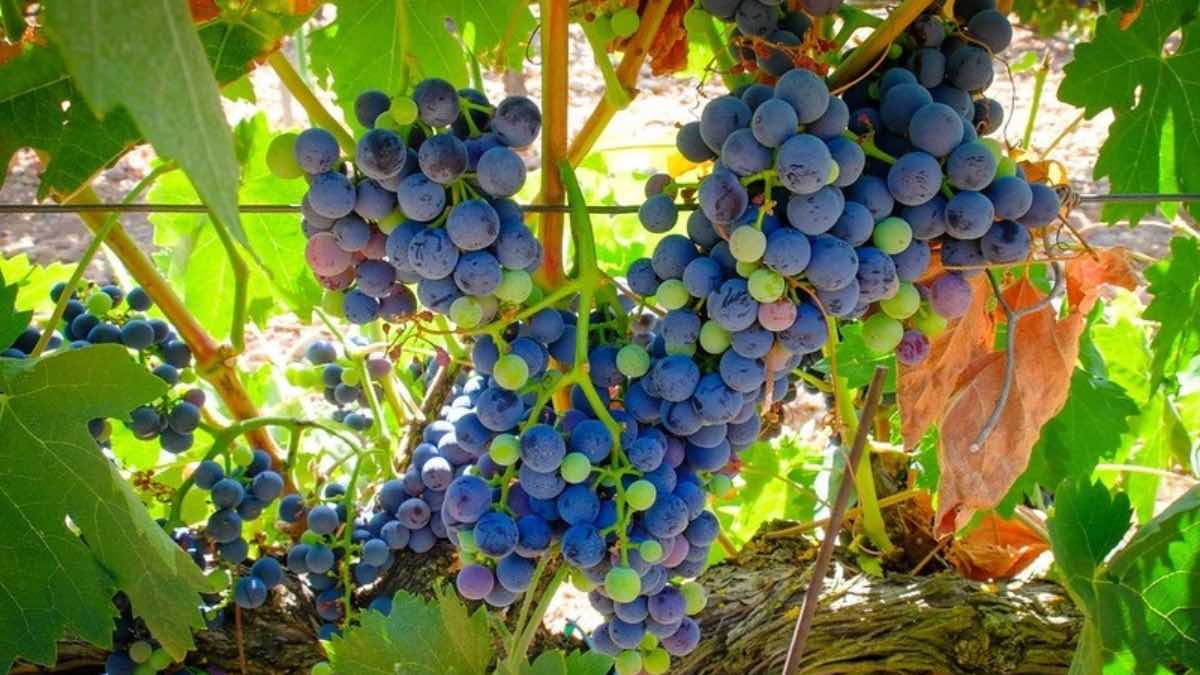 Límites para las nuevas plantaciones de viñedo en la DOP Ribera del Duero para 2026