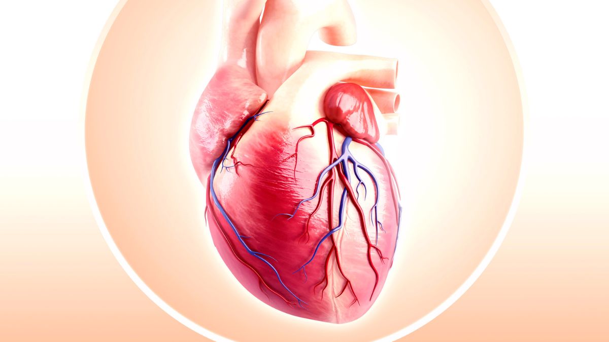 La Universidad de Sidney afirma que un minuto de ejercicio intenso puede proteger el corazón