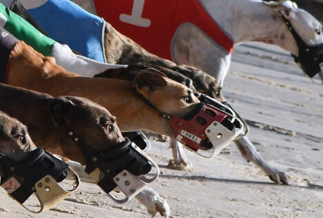 El laborismo británico desafía dos símbolos nacionales: las carreras de caballos y de galgos