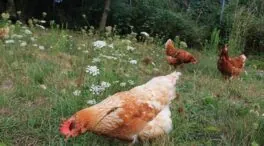 Castilla y León concentra el 75% de las aves sacrificadas por gripe aviar