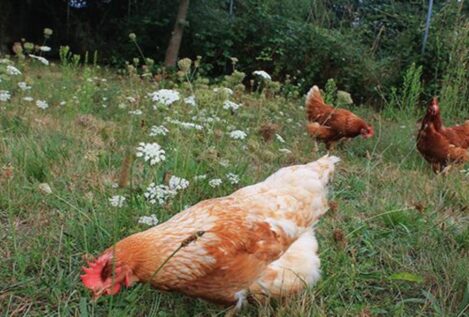 Castilla y León concentra el 75% de las aves sacrificadas por gripe aviar