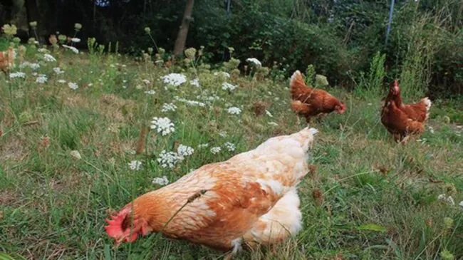 Agricultura levanta el confinamiento de aves de corral tras mejorar la situación de la gripe aviar