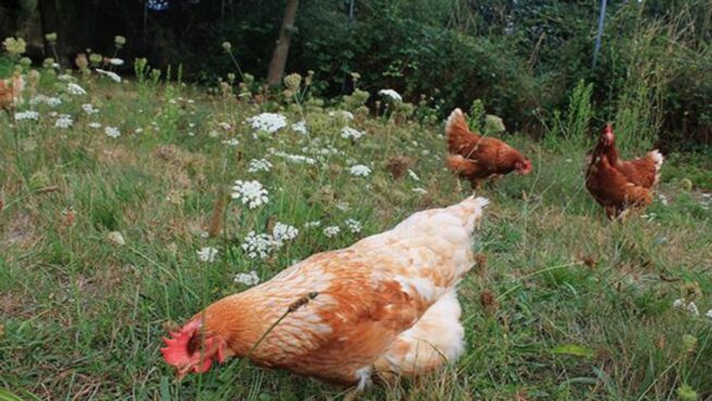Castilla y León concentra el 75% de las aves sacrificadas por gripe aviar