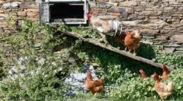 Comienza el confinamiento de aves de corral en zonas de riesgo para no propagar la gripe aviar