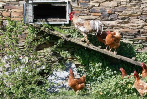 Comienza el confinamiento de aves de corral en zonas de riesgo para no propagar la gripe aviar
