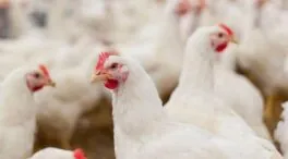 Las gallinas de 40 municipios gallegos deberán estar confinadas por la gripe aviar