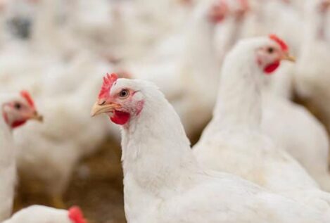Las gallinas de 40 municipios gallegos deberán estar confinadas por la gripe aviar