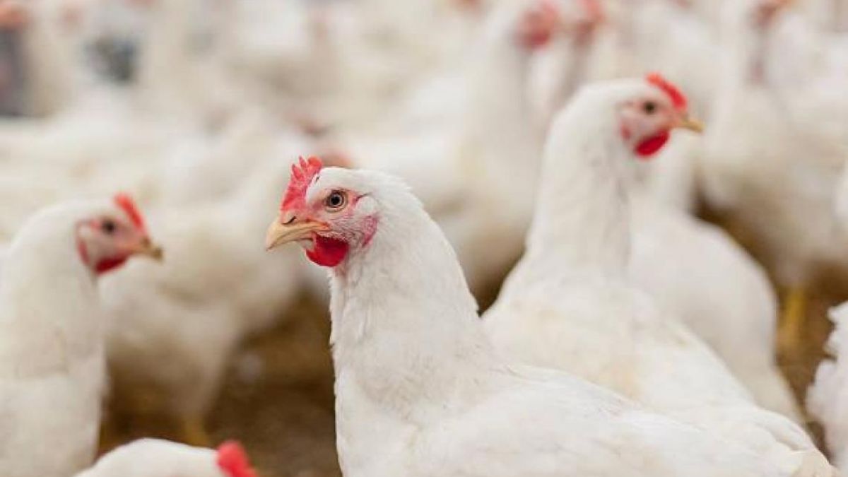 Las gallinas de 40 municipios gallegos deberán estar confinadas por la gripe aviar