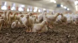 La ganadería avícola española afronta su momento más tenso por la gripe aviar