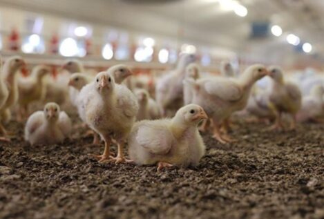 La ganadería avícola española afronta su momento más tenso por la gripe aviar