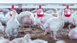 Continúa la precaución por las aves migratorias tras un mes sin nuevos brotes de gripe aviar