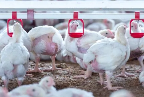 Continúa la precaución por las aves migratorias tras un mes sin nuevos brotes de gripe aviar