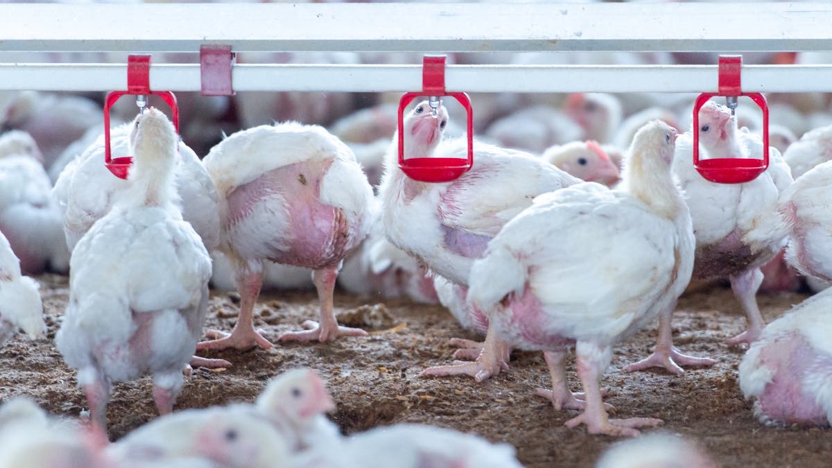 Continúa la precaución por las aves migratorias tras un mes sin nuevos brotes de gripe aviar