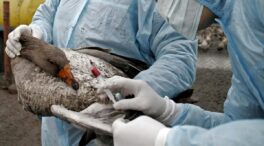 Gripe H5N1: si yo fuera pato, estaría muy asustado