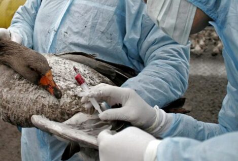 Gripe H5N1: si yo fuera pato, estaría muy asustado