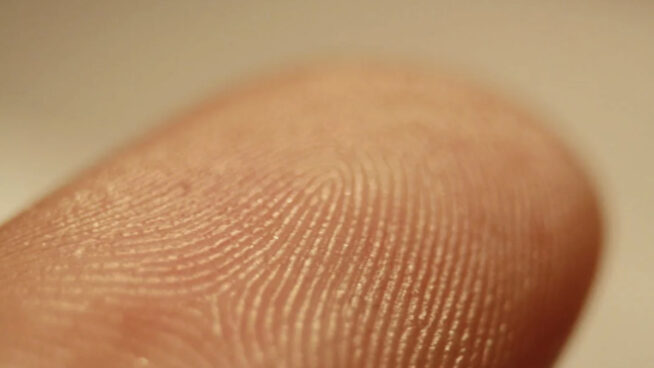 ¿Por qué tenemos huellas dactilares y para qué sirven realmente?