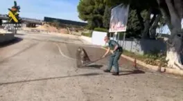 La Guardia Civil salva un buitre leonado junto al aeropuerto de Alicante-Elche