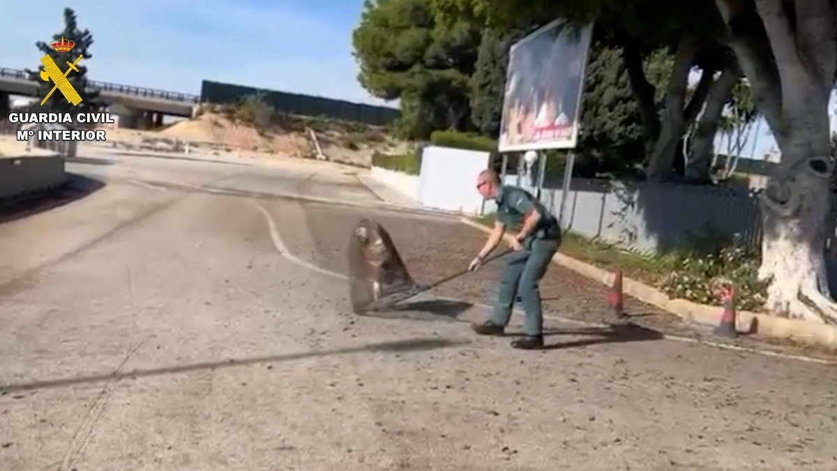 La Guardia Civil salva un buitre leonado junto al aeropuerto de Alicante-Elche
