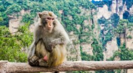 Los macacos son capaces de seguir el ritmo de la música