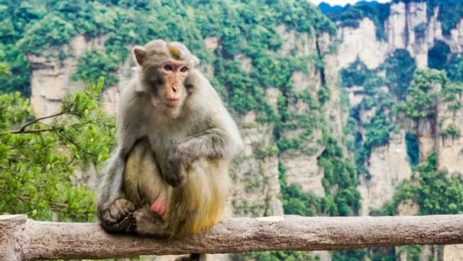 Los macacos son capaces de seguir el ritmo de la música