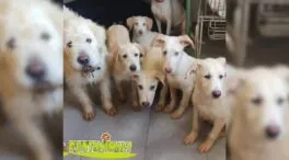 Una protectora de Huelva pide ayuda para pagar una deuda y seguir salvando animales