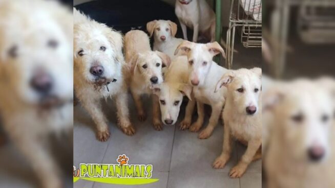 Una protectora de Huelva pide ayuda para pagar una deuda y seguir salvando animales