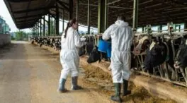 Madrid aísla bovinos venidos de fuera por riesgo de dermatosis nodular contagiosa