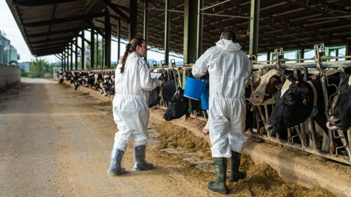 Madrid aísla bovinos venidos de fuera por riesgo de dermatosis nodular contagiosa