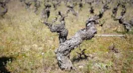 Una nueva  investigación apunta a que el vino sin alcohol puede triunfar en las exportaciones