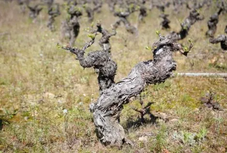 Una nueva  investigación apunta a que el vino sin alcohol puede triunfar en las exportaciones