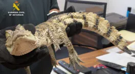 Dos investigados por soltar un caimán en el pantano de Almansa (Albacete)