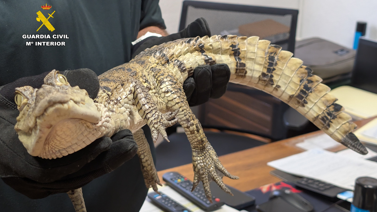 Dos investigados por soltar un caimán en el pantano de Almansa (Albacete)