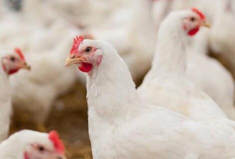 Castilla y León levanta las restricciones en zonas afectadas por gripe aviar