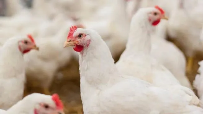 Castilla y León levanta las restricciones en zonas afectadas por gripe aviar