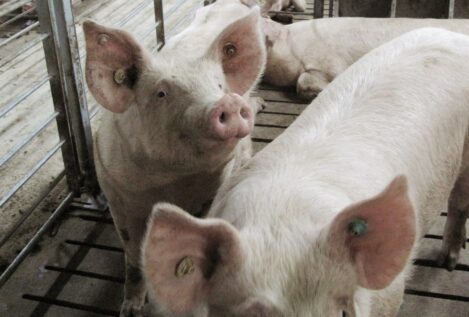 Los cerdos copan la política española