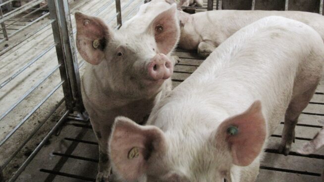 Los cerdos copan la política española