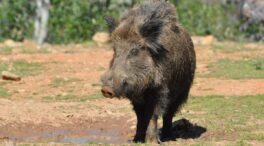 Nuevas medidas que flexibilizan la caza del jabalí como urgente ante la peste porcina