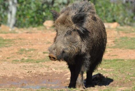Nuevas medidas que flexibilizan la caza del jabalí como urgente ante la peste porcina