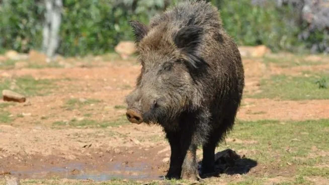 Nuevas medidas que flexibilizan la caza del jabalí como urgente ante la peste porcina