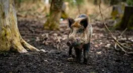La peste porcina africana en España: éxito en la contención, incógnitas en el origen