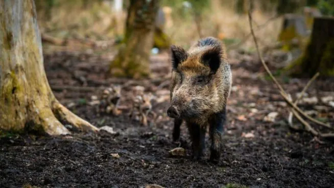 La peste porcina africana en España: éxito en la contención, incógnitas en el origen