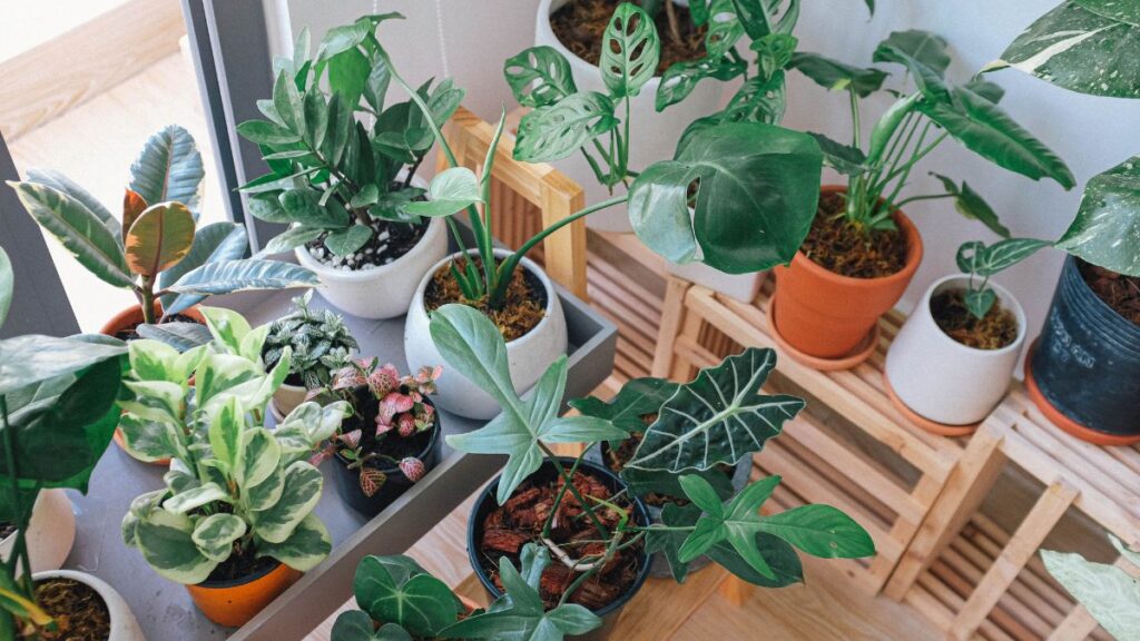 Plantas. Canva