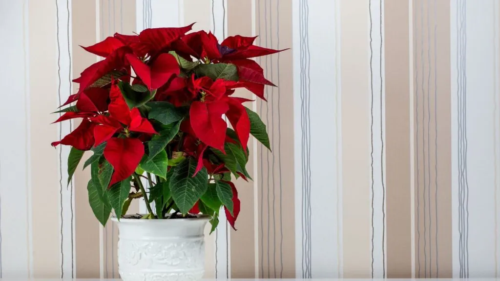 Flor de Pascua. Canva
