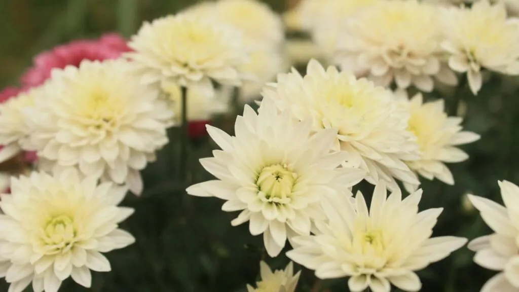 Crisantemos. Canva