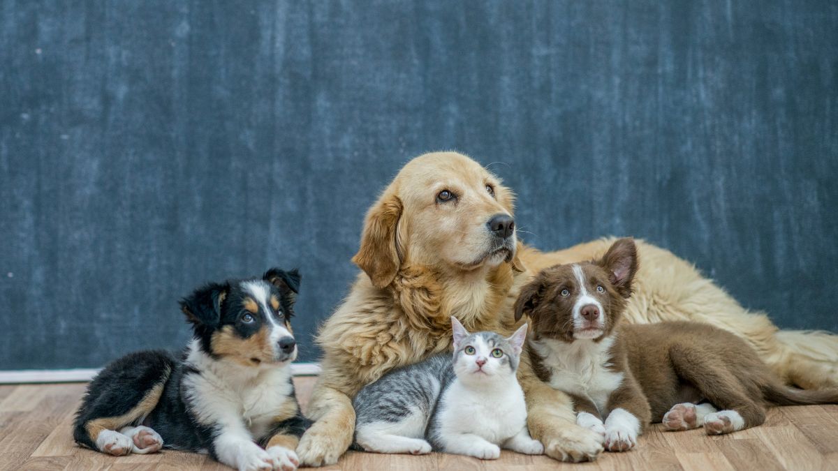 La UE obligará a implantar microchip a perros y gatos a partir de 2028: así será la medida