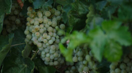 Uvas blancas, patatas y lechugas, son los alimentos básicos que más han encarecido