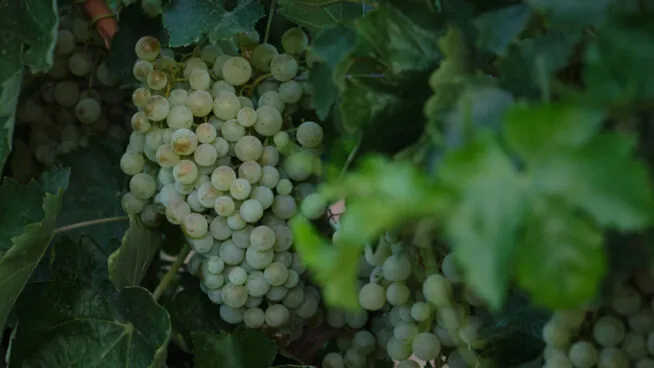 Uvas blancas, patatas y lechugas, son los alimentos básicos que más han encarecido