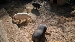 España confirma la muerte por peste porcina de diez jabalíes más en la zona del primer foco