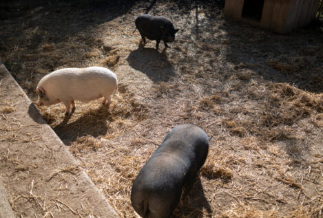 España confirma la muerte por peste porcina de diez jabalíes más en la zona del primer foco